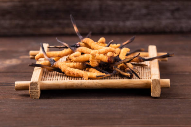 Đông Trùng Hạ Thảo