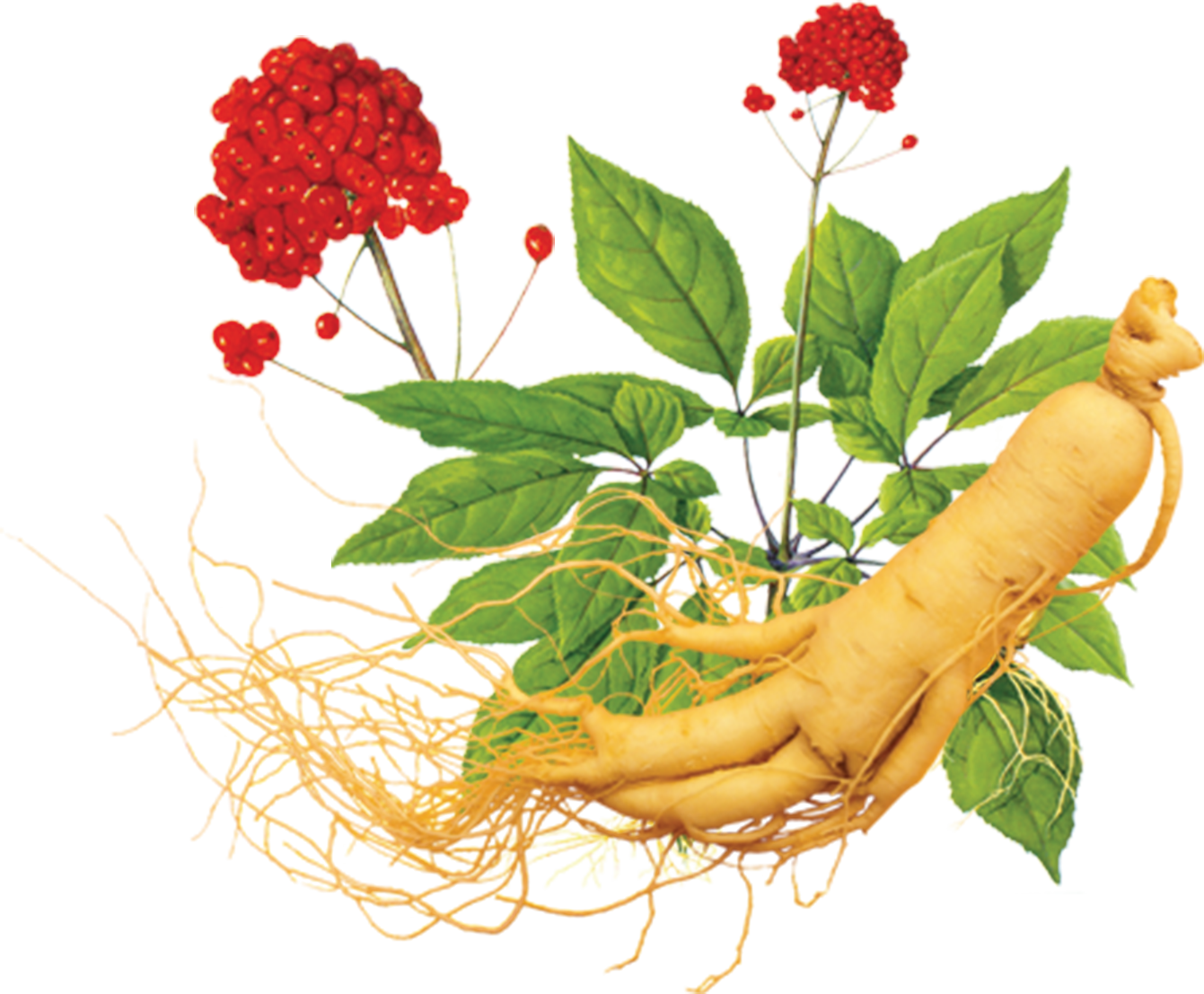 Hình ảnh trang Đăng nhập của khách hàng